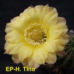 EP-H. Tino 4.1.jpg 